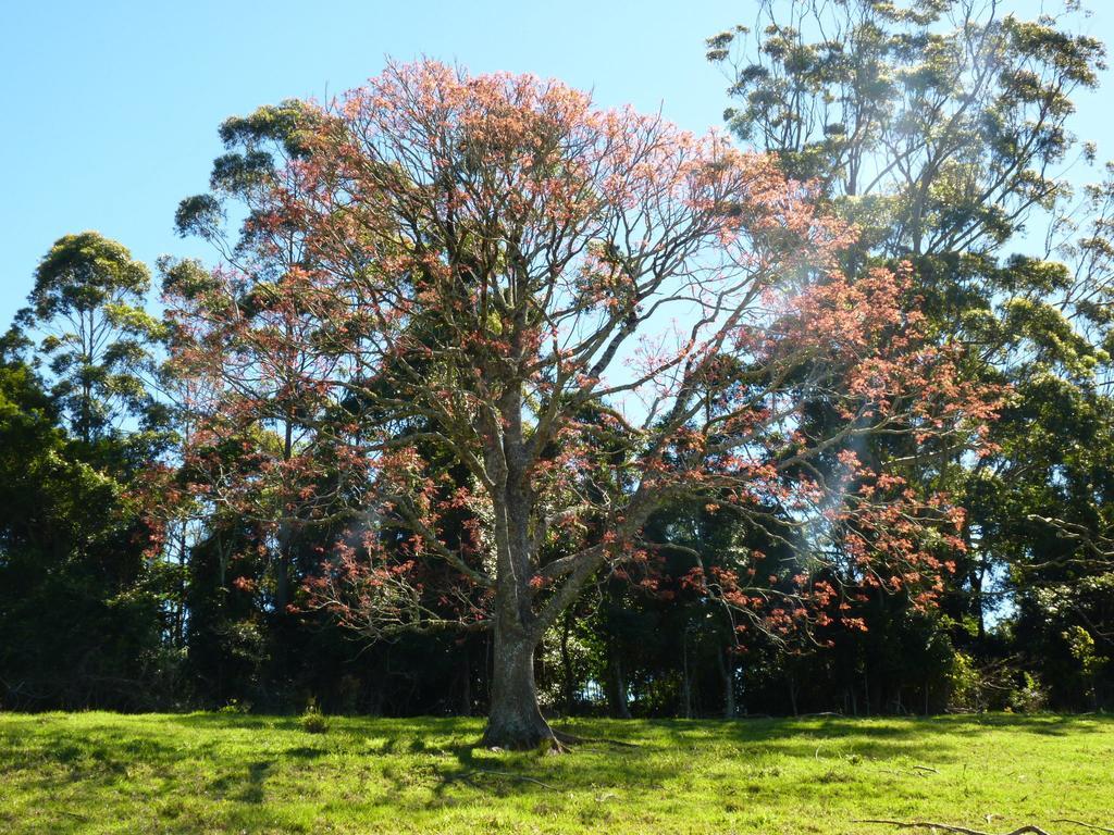 Bellthorpe Stays Maleny Kültér fotó