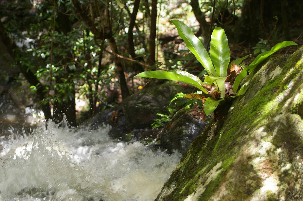 Bellthorpe Stays Maleny Kültér fotó