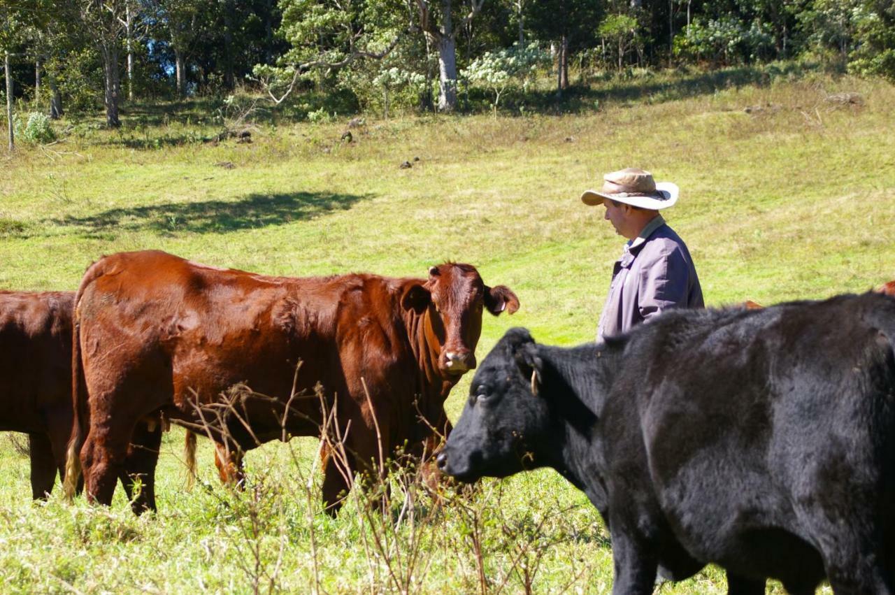 Bellthorpe Stays Maleny Kültér fotó
